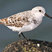 Sanderling